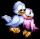 birds